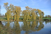 Weiher in Triedsorf