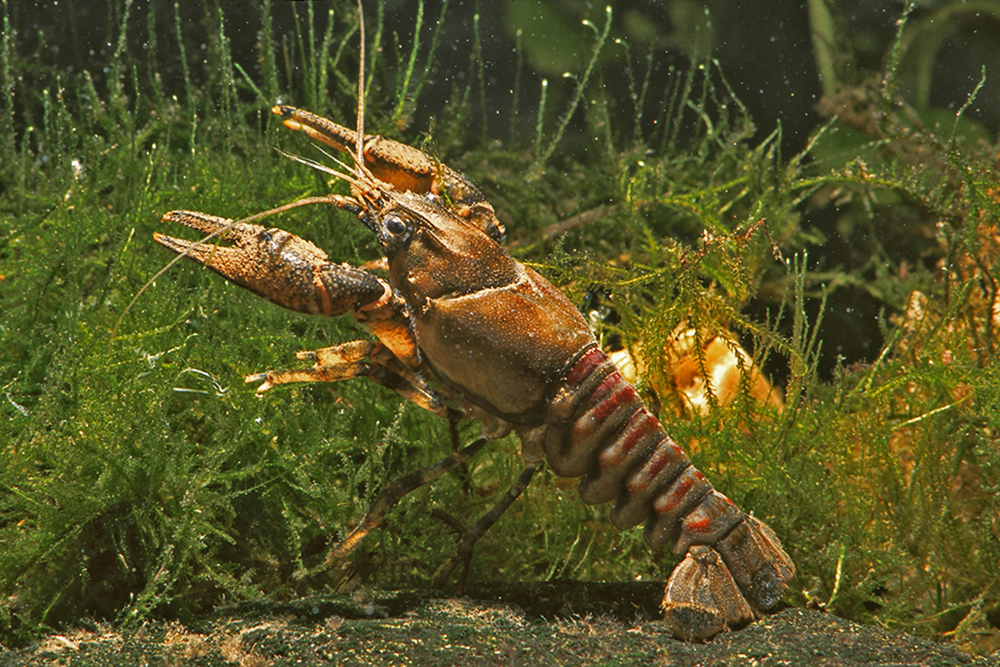 Kamberkrebs